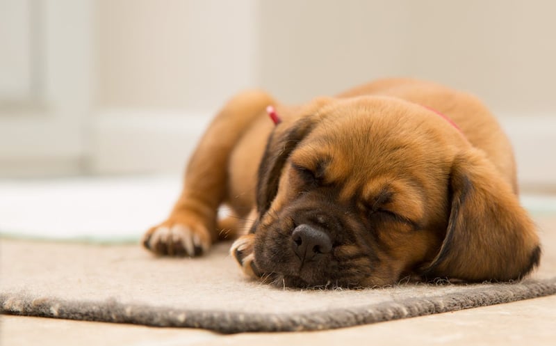 A puppy sleeping on a doormat